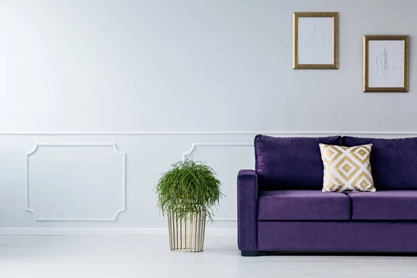 Pflanze neben Sofa — Stockfoto