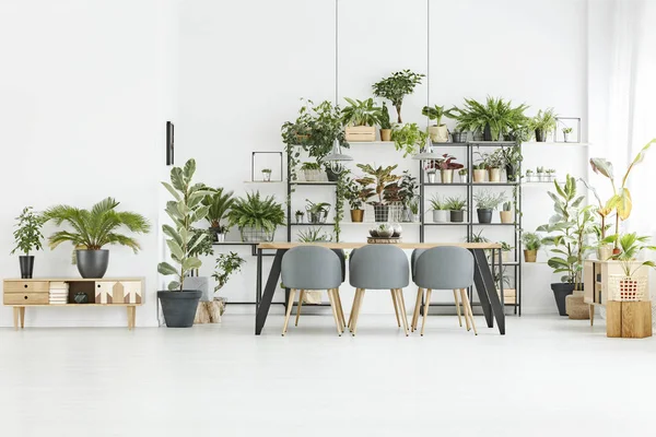 Salle à manger avec plantes — Photo