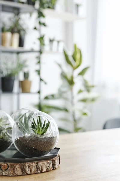 Suculentas en cuencos de vidrio — Foto de Stock