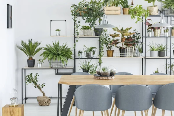 Sala de jantar interior com plantas — Fotografia de Stock