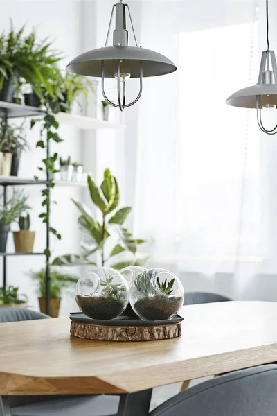 Lâmpadas Cinza Acima Mesa Madeira Com Plantas Bolas Plástico Interior — Fotografia de Stock