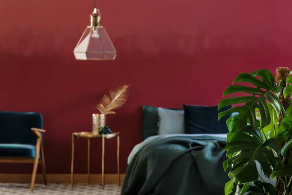 龟背竹美味植物在一张相片以模糊的背景的勃艮第卧室内部 — 图库照片