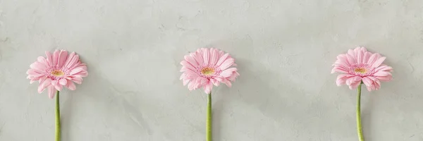 Trzy Różowe Kwiaty Świeże Umieszczone Oddzielnie Jasny Szary Mur — Zdjęcie stockowe