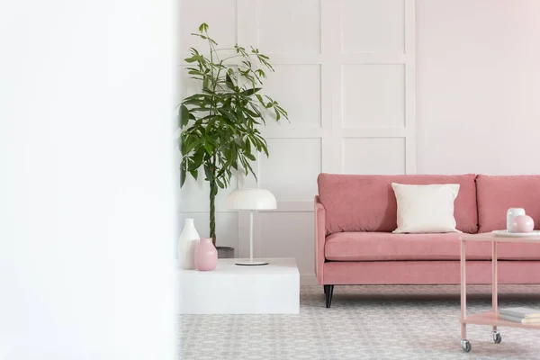 Большое зеленое растение в горшке рядом с розовым диваном в белом элегантном интерьере — стоковое фото