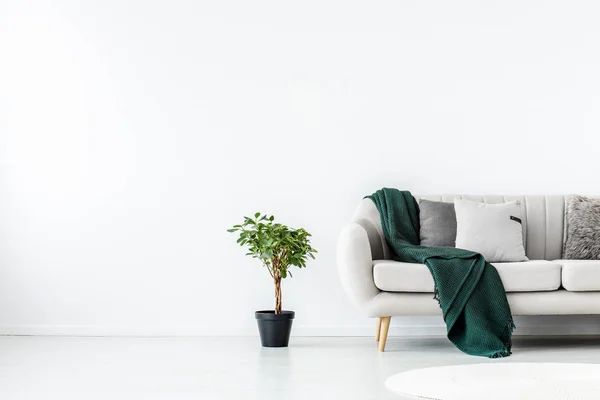 Planta verde en maceta negra junto a sofá beige con manta verde esmeralda —  Fotos de Stock