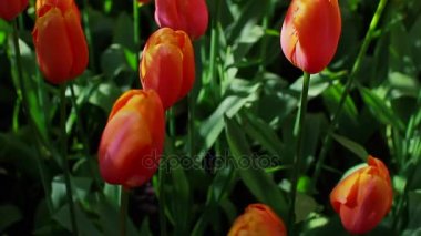 Sarı ve kırmızı laleler