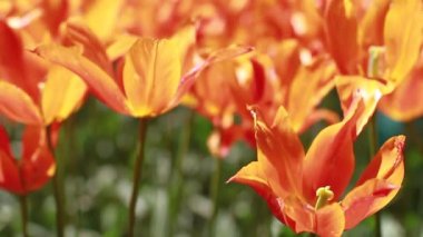 Turuncu Lale 2 kokusu