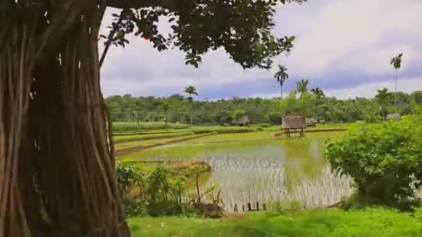 Panorama da natureza da Indonésia. Andar de moto — Vídeo de Stock