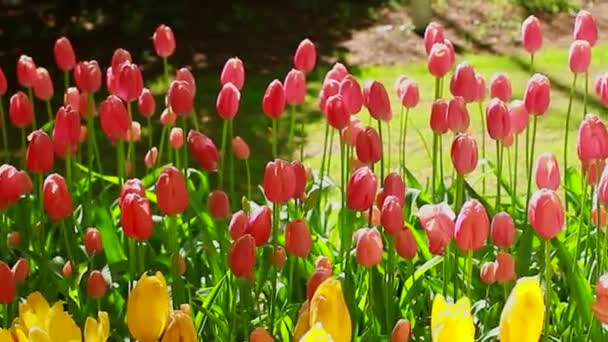 Tulipanes amarillos y rojos — Vídeo de stock