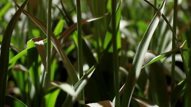 Movimento da câmera no talo de tulipas laranja — Vídeo de Stock