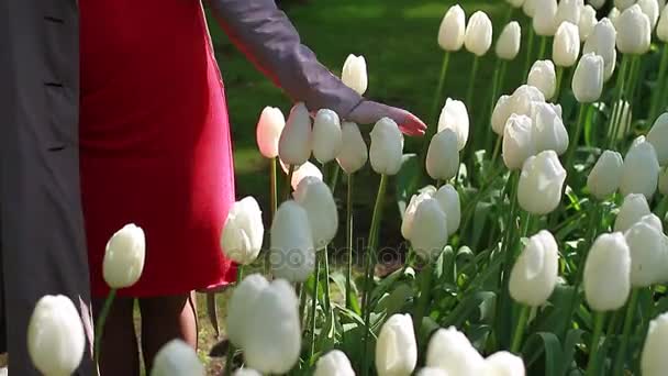 Caminante en el vestido rojo en el Parque de los tulipanes en Holanda — Vídeos de Stock