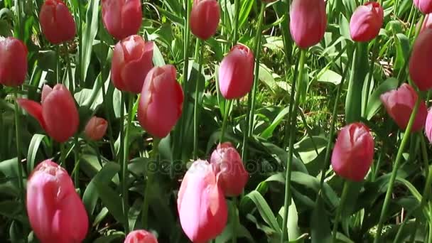 Caminante en el vestido rojo en el Parque de los tulipanes en Holanda — Vídeos de Stock