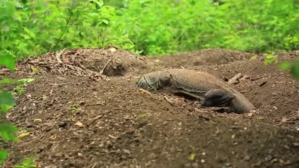 Lagarto grande está cavando un agujero para poner huevos — Vídeos de Stock