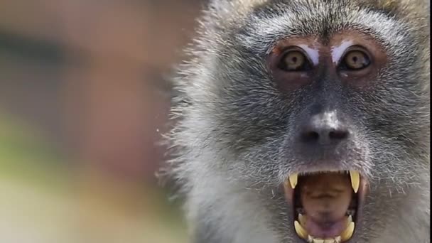 Ataques de monos. De cerca. — Vídeo de stock