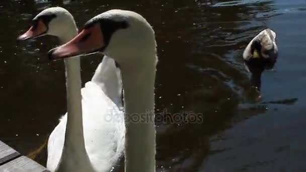 White swans feeding — Stock Video