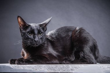 Siyah arka planda akıllı, oyuncu kara kedi.