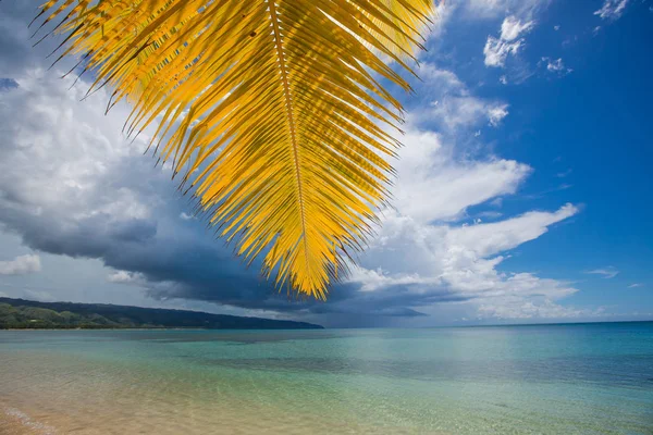 palmiye ağaçları ile vahşi plaj tropikal lagün üzerinde