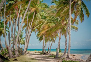 palmiye ağaçları ile vahşi plaj tropikal lagün üzerinde