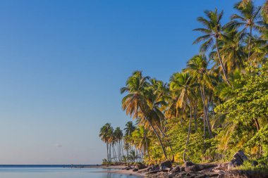 palmiye ağaçları ile vahşi plaj tropikal lagün üzerinde