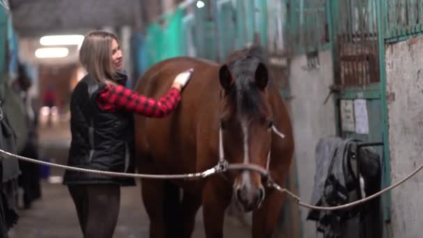 Egy gyönyörű lány, divatos ingben, egy barna lovat takarít az istállóban. — Stock videók