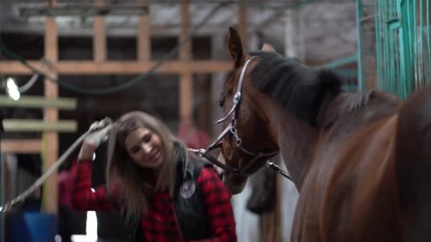 Een mooi meisje in een modieus shirt is het schoonmaken van een bruin paard in de stal — Stockvideo