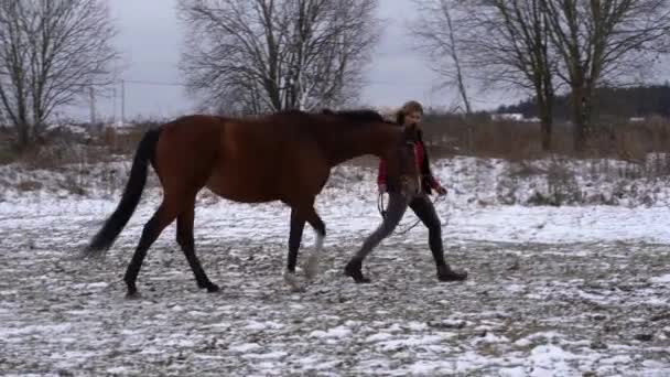 A beautiful girl in a fashionable shirt walks with trakehner horse in early winter. — Stock Video