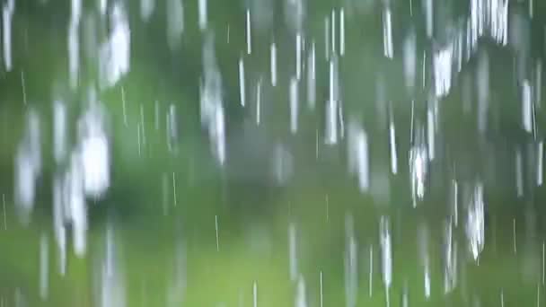 Belo screensaver chuva tropical meditativa, folha de palma — Vídeo de Stock