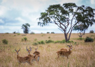 African Savannah in the haze. Grazing gazelles, Girls and boys