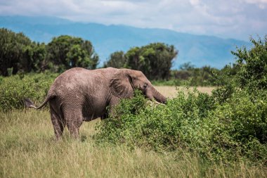 Fil kuyruğunu şamdanlar arasındaki çalılıklarda sallıyor.