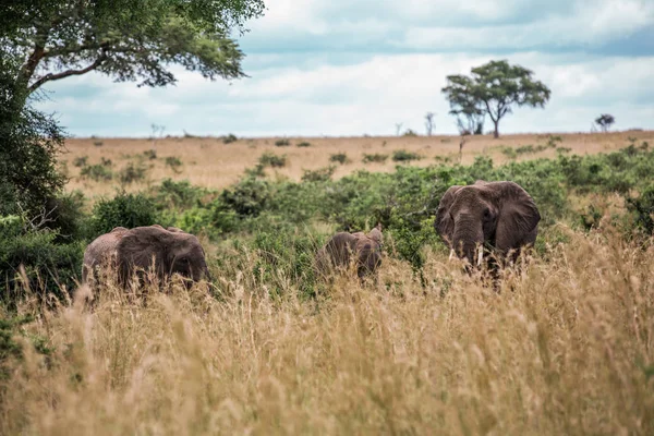 Elephants graze in the tall grass of the African Savannah — Stock Photo, Image