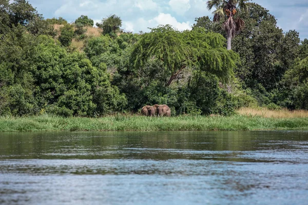 Elephants graze peacefully on the banks of the Nile river — Stock Photo, Image