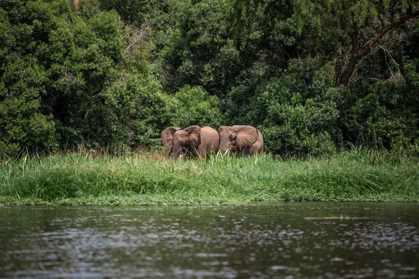 Los elefantes pastan pacíficamente en las orillas del río Nilo — Foto de Stock