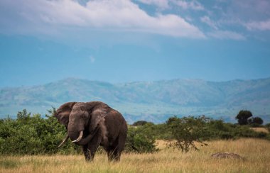 Fil, Afrika Savanası 'nda, çalıların ve şamdanların arasında, mavi dağlara karşı toprak serpiyor.