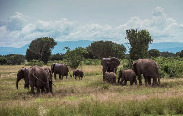 A herd of elephants graze in the bushes among the candelabra trees — Stock Photo, Image