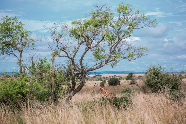 Landscape in the African Savannah with a lonely giraffe against the blue sky and mountains