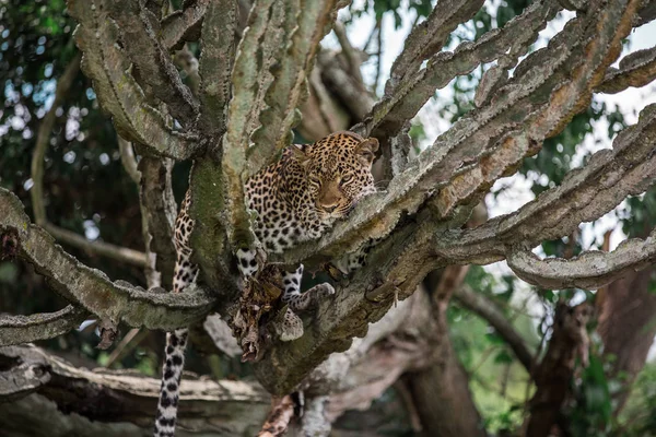 Un léopard repose sur un asclépiade dans la savane africaine. Se reposant habituellement pendant la journée, se nourrissant d'antilopes la nuit — Photo