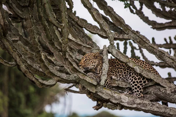 Леопард лежит на молочном дереве в африканской Саванне. Обычно отдыхает днем, питается антилопами ночью — стоковое фото