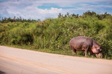 Büyük bir su aygırı yol boyunca toplu taşıma araçlarıyla yürüyor ve çim çiğniyor. Bu, su aygırlarının genellikle gün içinde suda oturması gibi nadir bir durumdur.