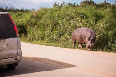Büyük bir su aygırı yol boyunca toplu taşıma araçlarıyla yürüyor ve çim çiğniyor. Bu, su aygırlarının genellikle gün içinde suda oturması gibi nadir bir durumdur.
