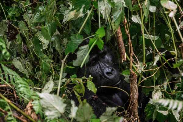 Retrato de un gran gorila macho en las profundidades de la vegetación — Foto de Stock