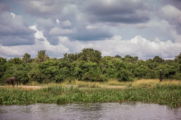 Paesaggio nella Savana africana con giraffa ed elefante, vista da una barca galleggiante sul fiume Nilo — Foto Stock