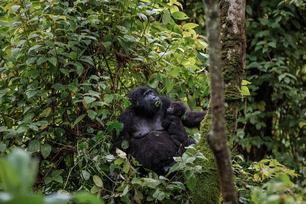Un gorila negro con un bebé masticando vegetación en la selva — Foto de Stock