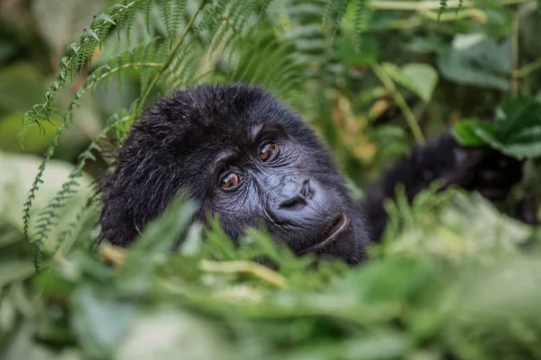 Închide portretul unei gorile negre care se uită la tine în adâncul sălbatic din junglă — Fotografie, imagine de stoc