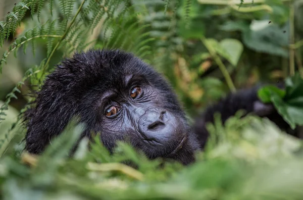 Primer plano retrato de un gorila negro mirándote en el salvaje profundo en la selva — Foto de Stock