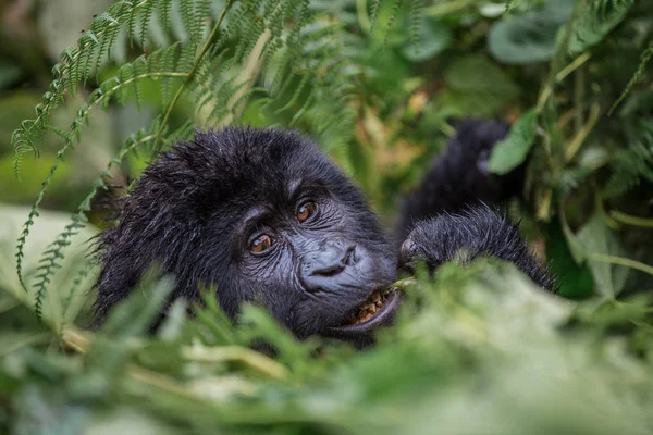 Primer plano retrato de un gorila negro mirándote y masticando en el salvaje profundo en la selva — Foto de Stock