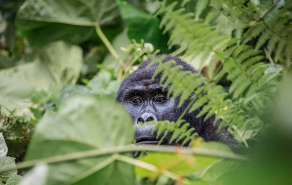Primer plano retrato de un gorila negro mirándote en el salvaje profundo en la selva — Foto de Stock