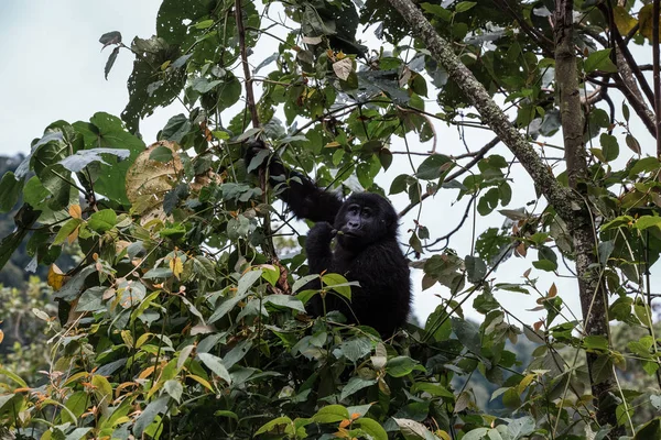 Un gorila bebé se sienta en un árbol y mastica la vegetación — Foto de Stock