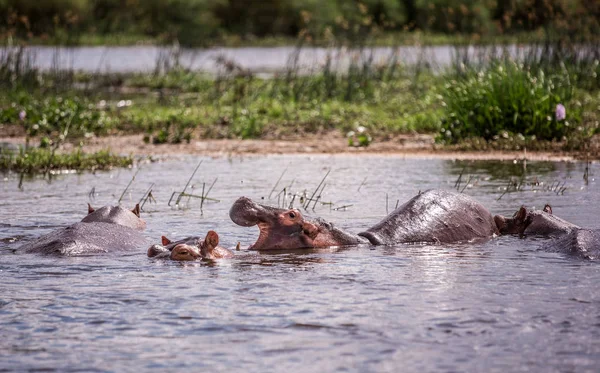 A group of hippos sitting in the water on the river Nile — Stock Photo, Image