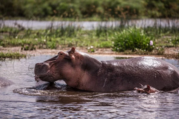 Mother and baby hippos sitting in the water on the river Nile — Stock Photo, Image