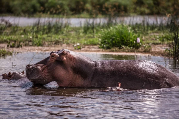 Mother and baby hippos sitting in the water on the river Nile — Stock Photo, Image